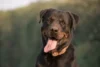 As 10 Melhores Rações Para Rottweiler em 2025: Royal Canin, Guabi e mais!