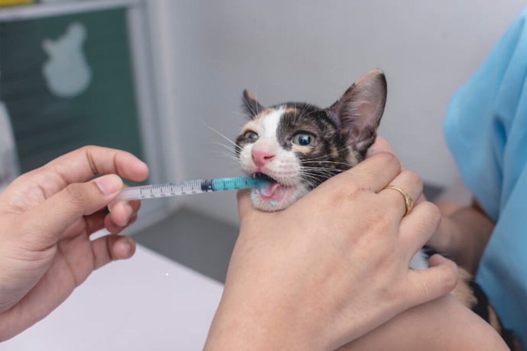 Veterinário dando vermifugo para o gato