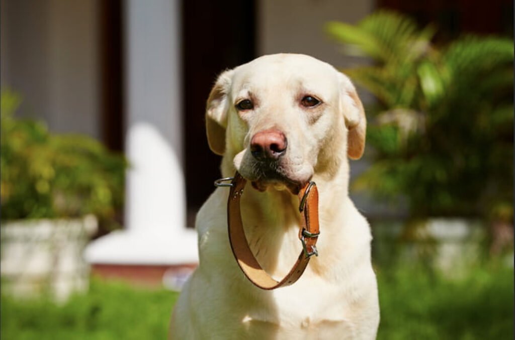 Cachorro com coleira na boca