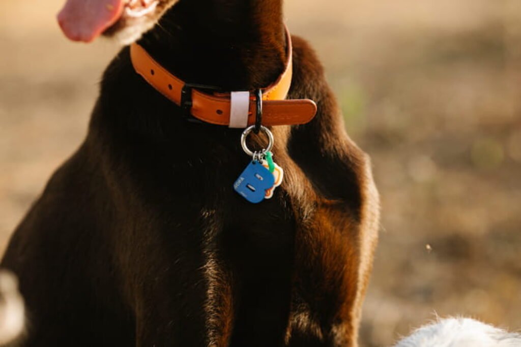 Cachorro preto com coleira